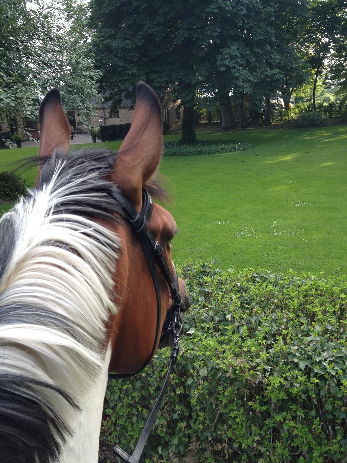 Anden særlig race Mercedes - På ryggen af prinsessen juli 2012 billede 16