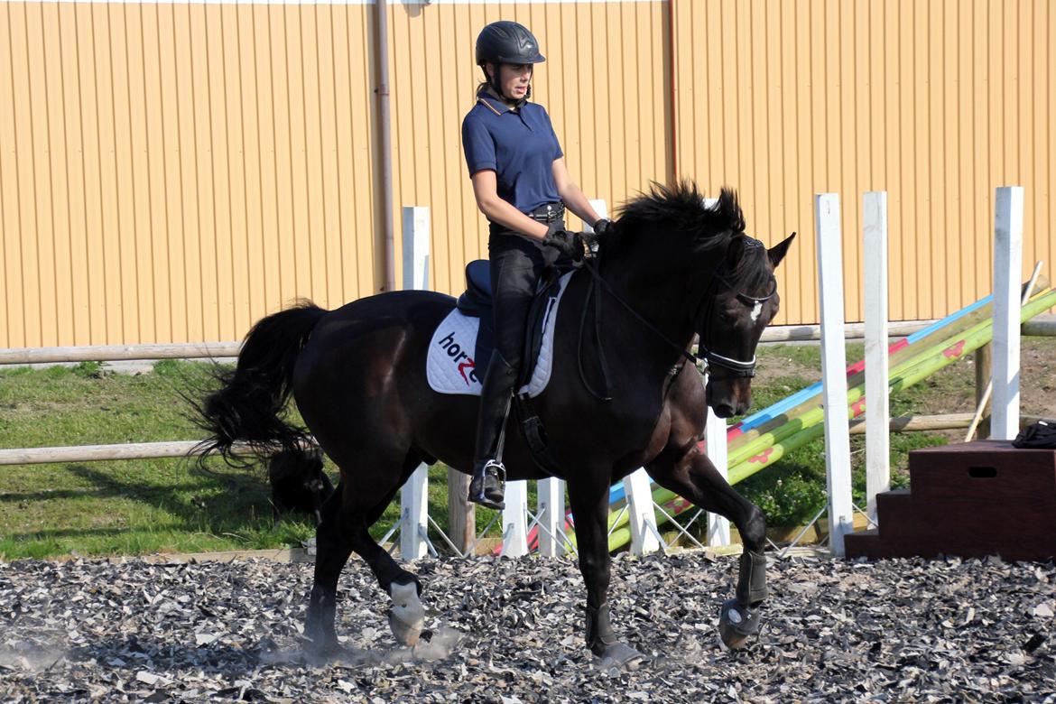 Dansk Varmblod Lindehøjs Leneiux (Kompis) - Træning <3 Foto: Cecilie Ølvang billede 14