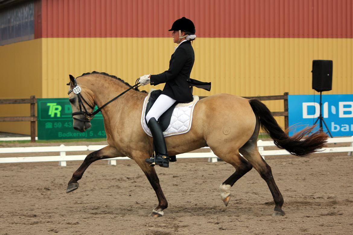 Welsh Cob (sec D) Ocebio <3 - Jeg savner vores stævner og ridning sammen fuldkomment sindsygt! Jeg håber virkelig du nyder ham Frede! <3 Foto: Cecilie billede 1