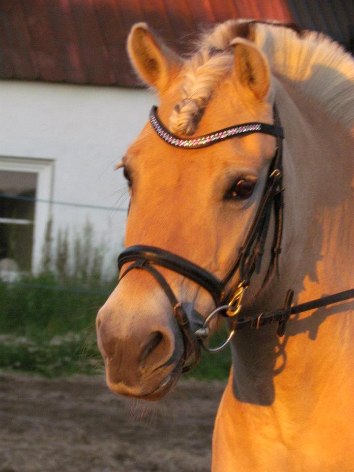 Fjordhest Sabine - Velkommen til Sabines profil :) billede 1