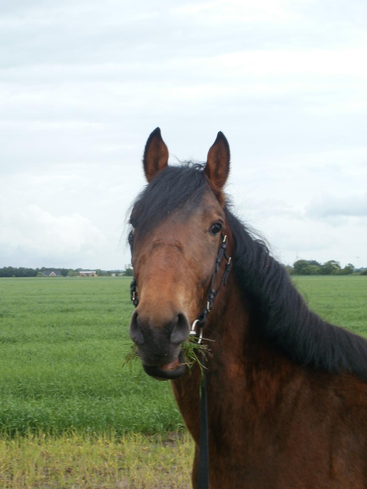 Anden særlig race Lucas billede 2