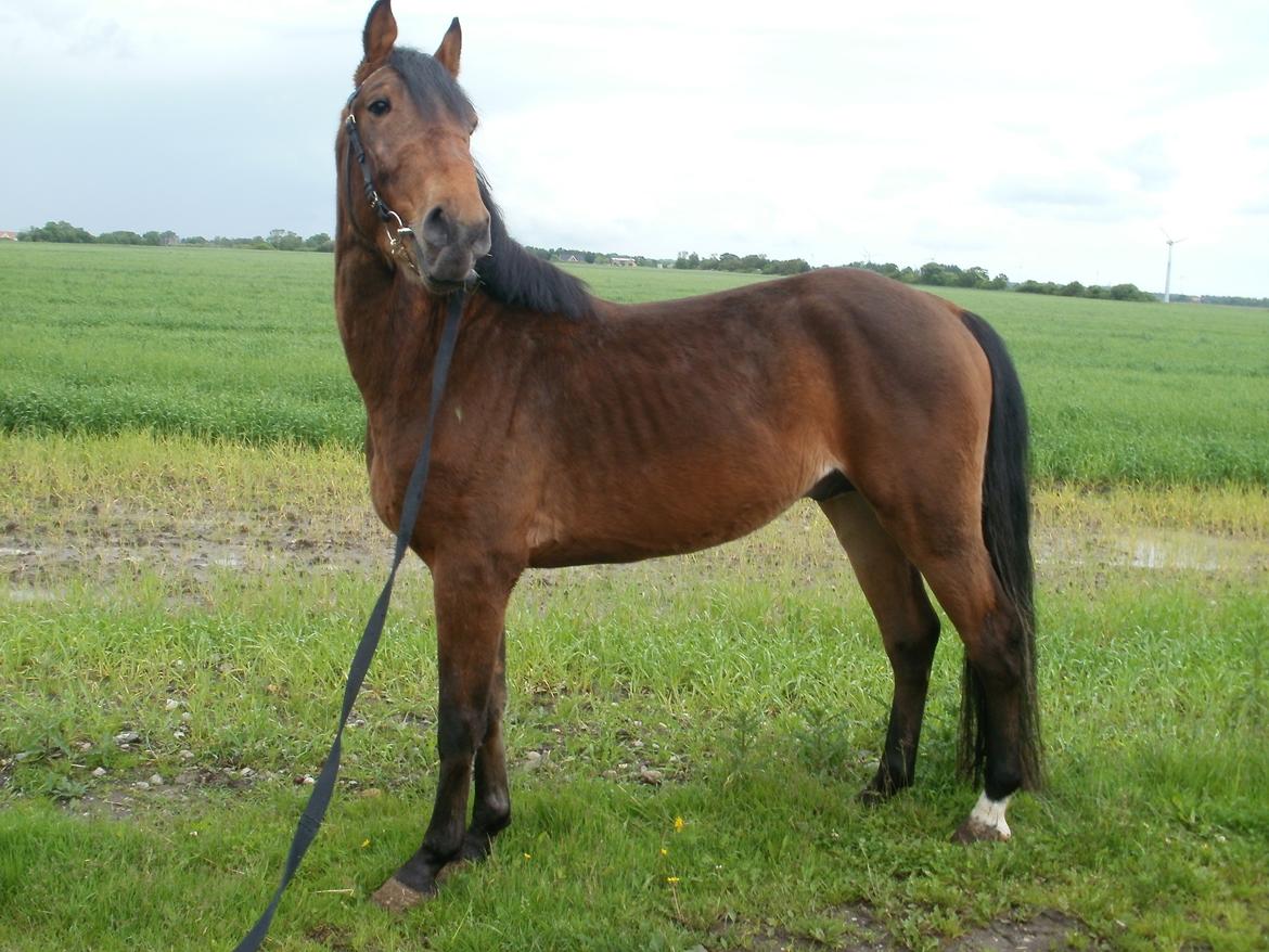 Anden særlig race Lucas billede 3