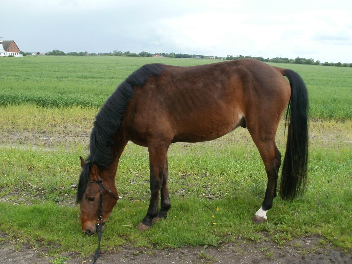 Anden særlig race Lucas billede 4