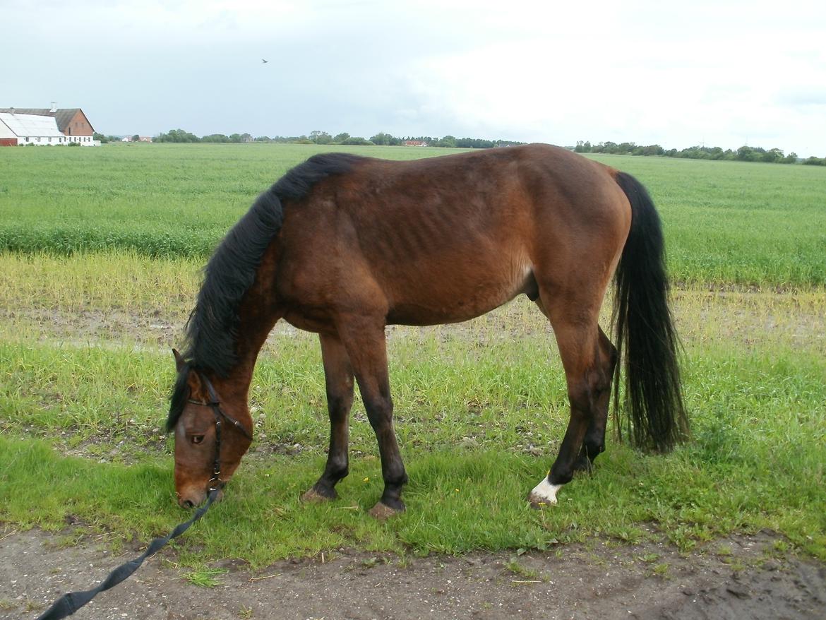 Anden særlig race Lucas billede 5