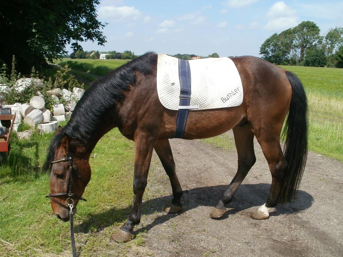 Anden særlig race Lucas billede 6