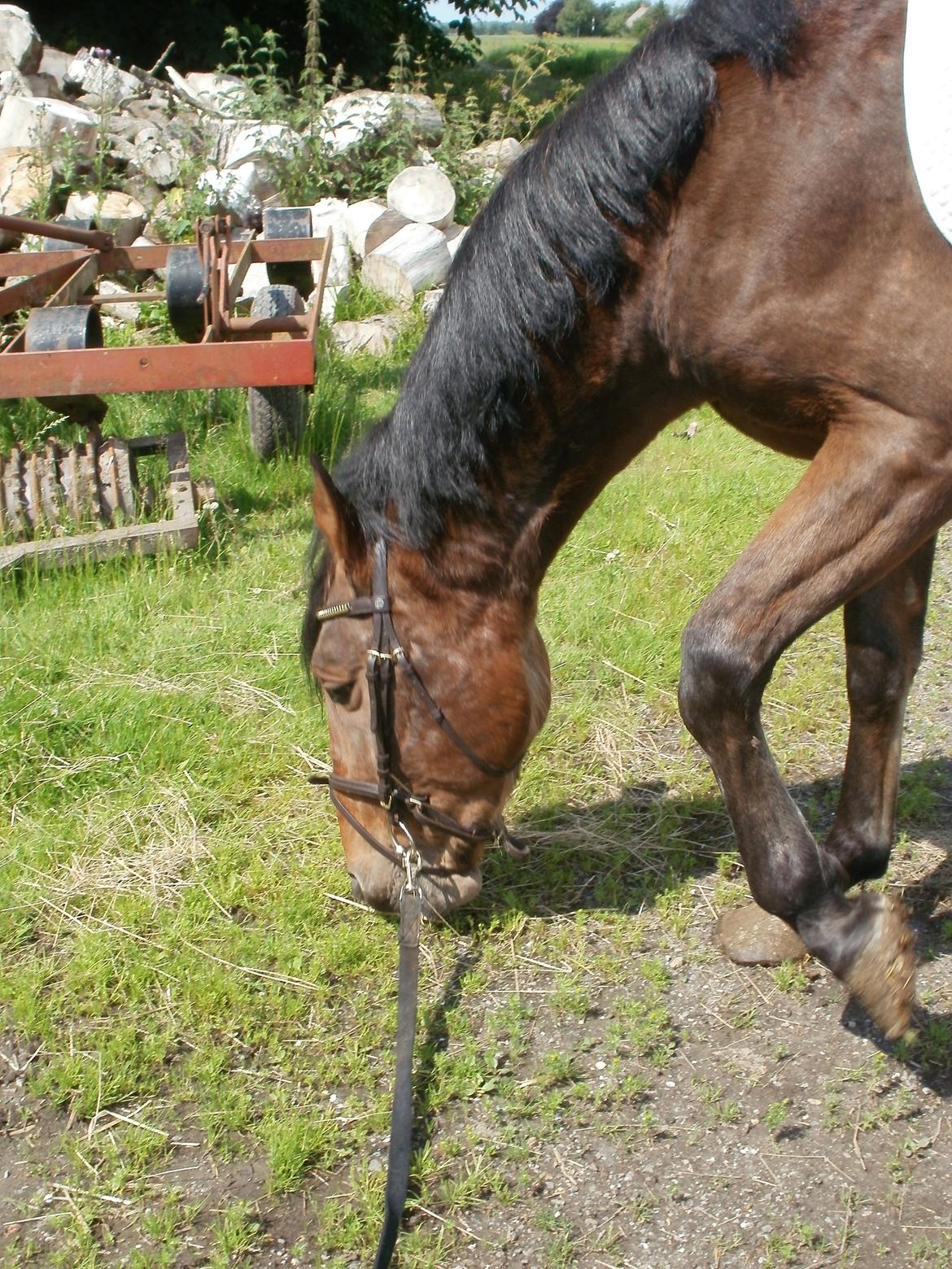 Anden særlig race Lucas billede 7