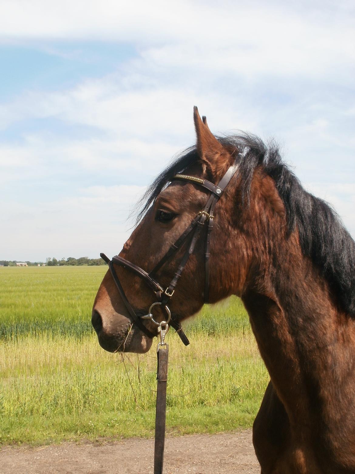 Anden særlig race Lucas billede 8
