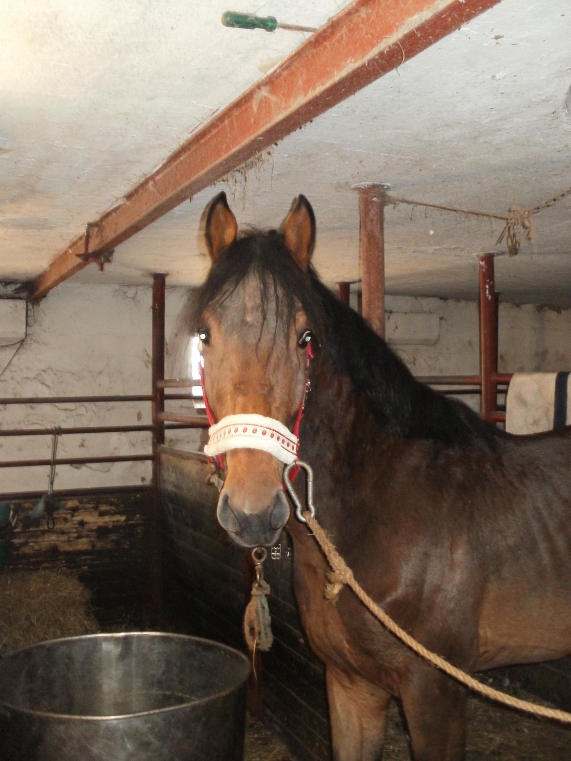 Anden særlig race Lucas billede 11