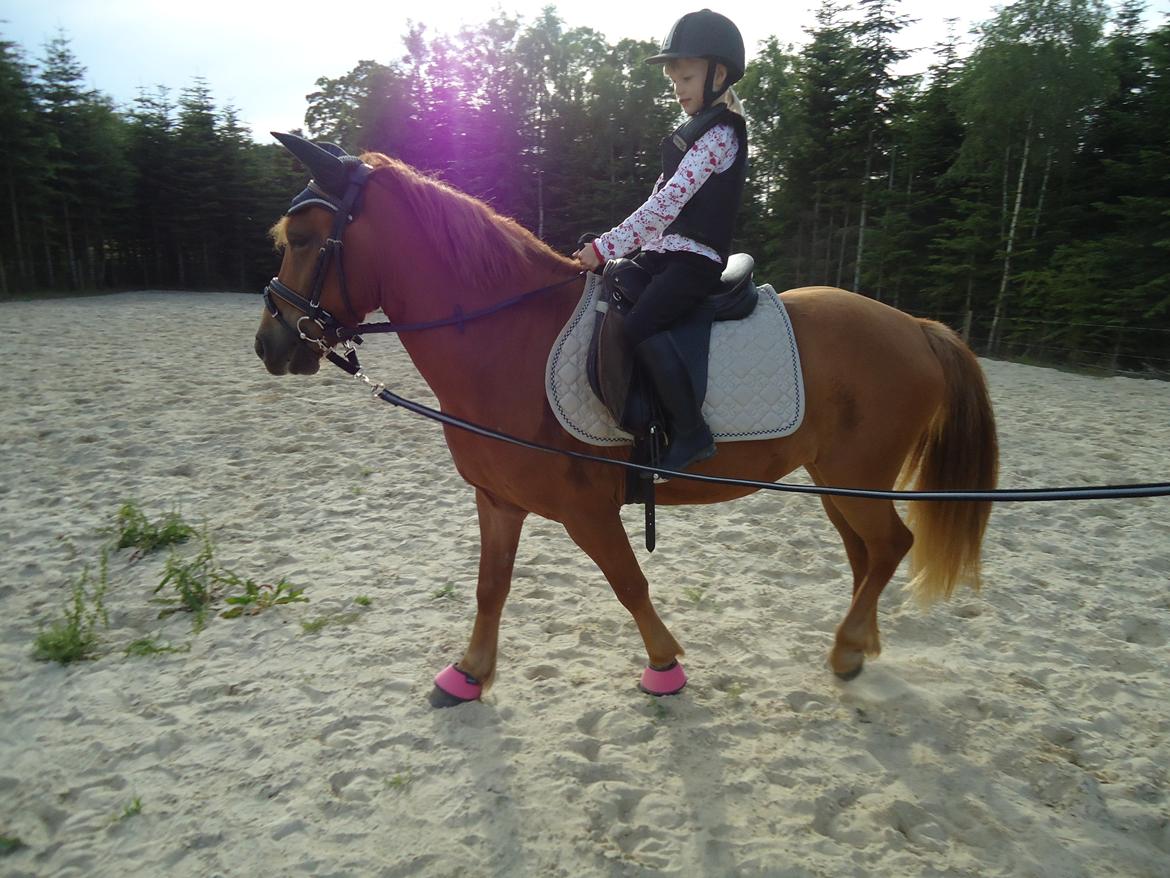 Anden særlig race Rosa - Anna og Rosa billede 15