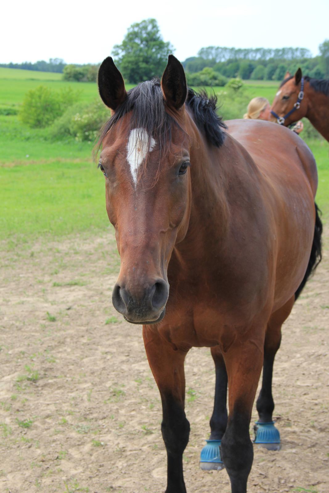 Dansk Varmblod Apollonaris Lerhøj billede 7