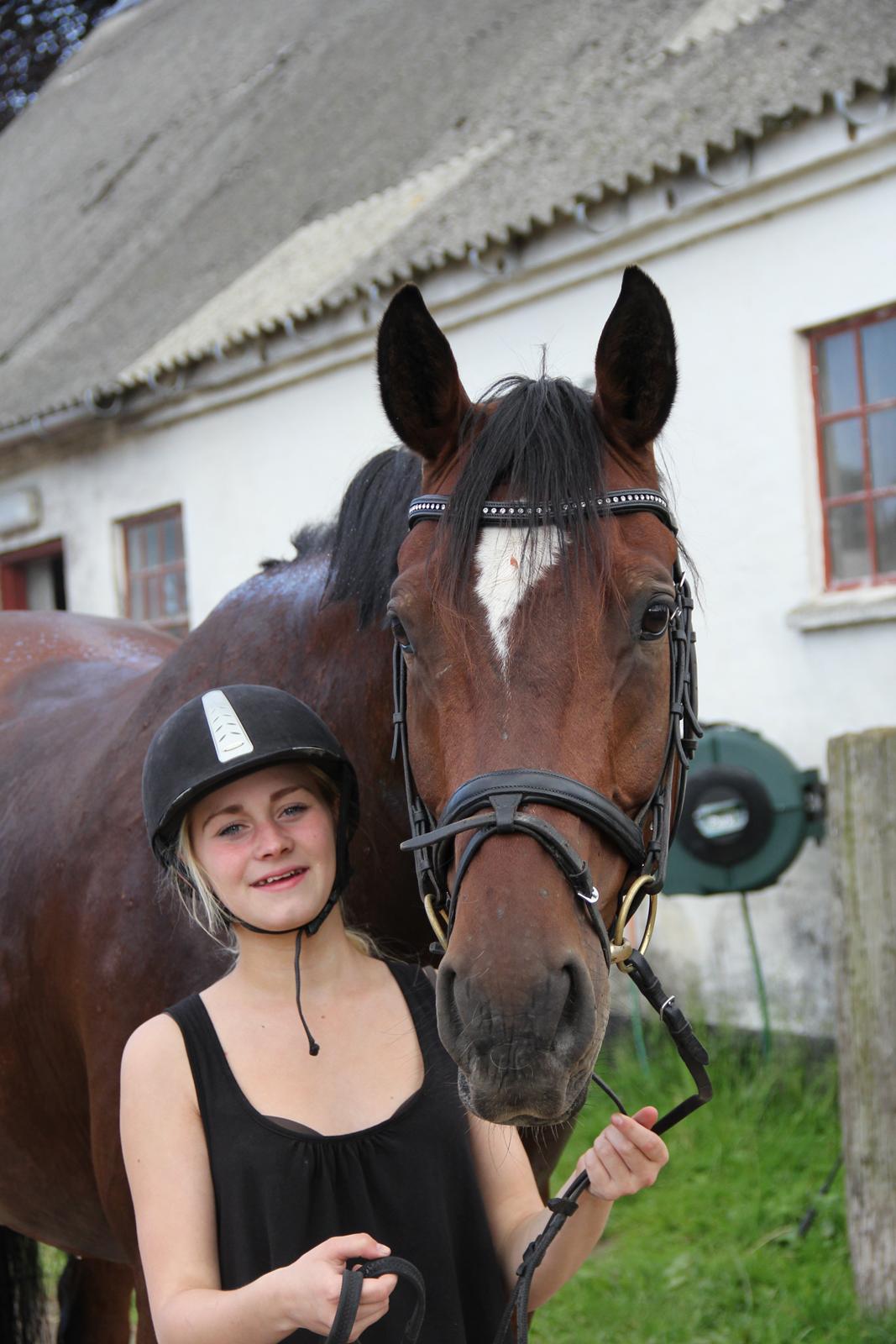 Dansk Varmblod Apollonaris Lerhøj billede 8