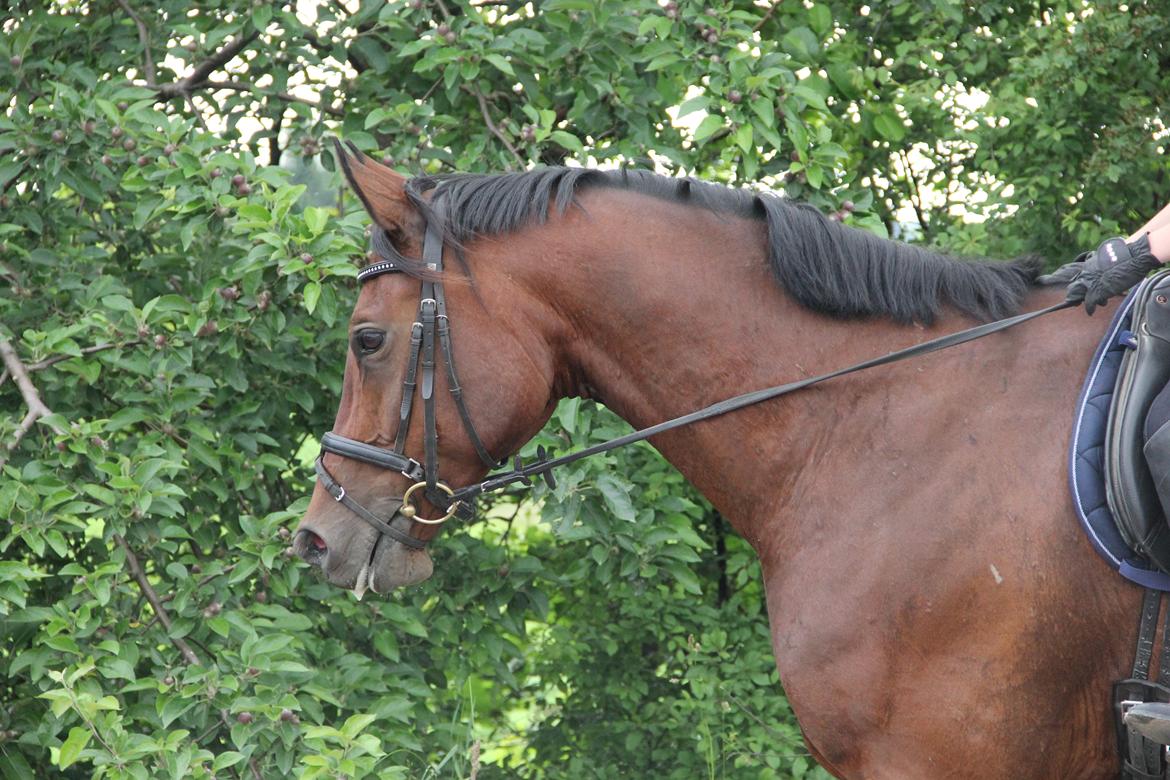 Dansk Varmblod Apollonaris Lerhøj billede 9