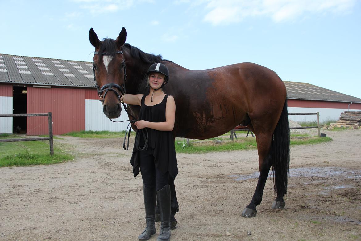 Dansk Varmblod Apollonaris Lerhøj billede 10