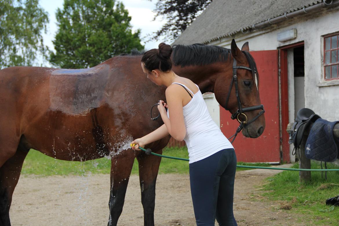 Dansk Varmblod Apollonaris Lerhøj billede 11