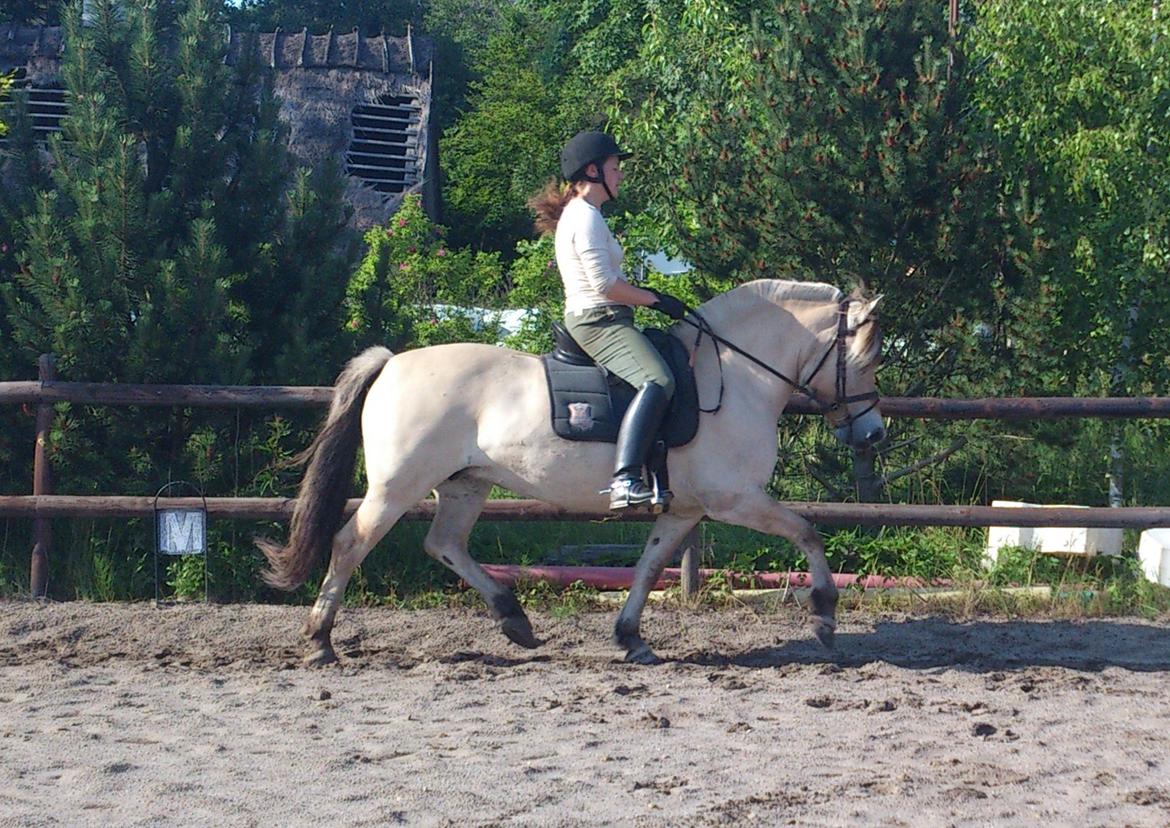 Fjordhest Mosegårdens Bine billede 14