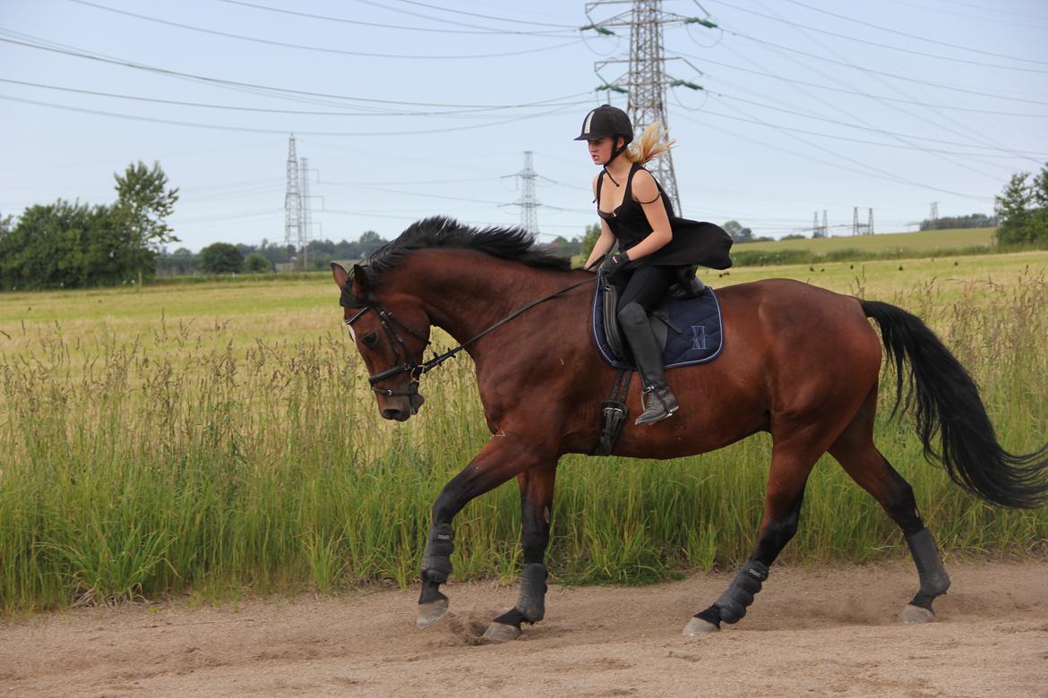 Dansk Varmblod Apollonaris Lerhøj - Lille Cille og Apollo i galop billede 12