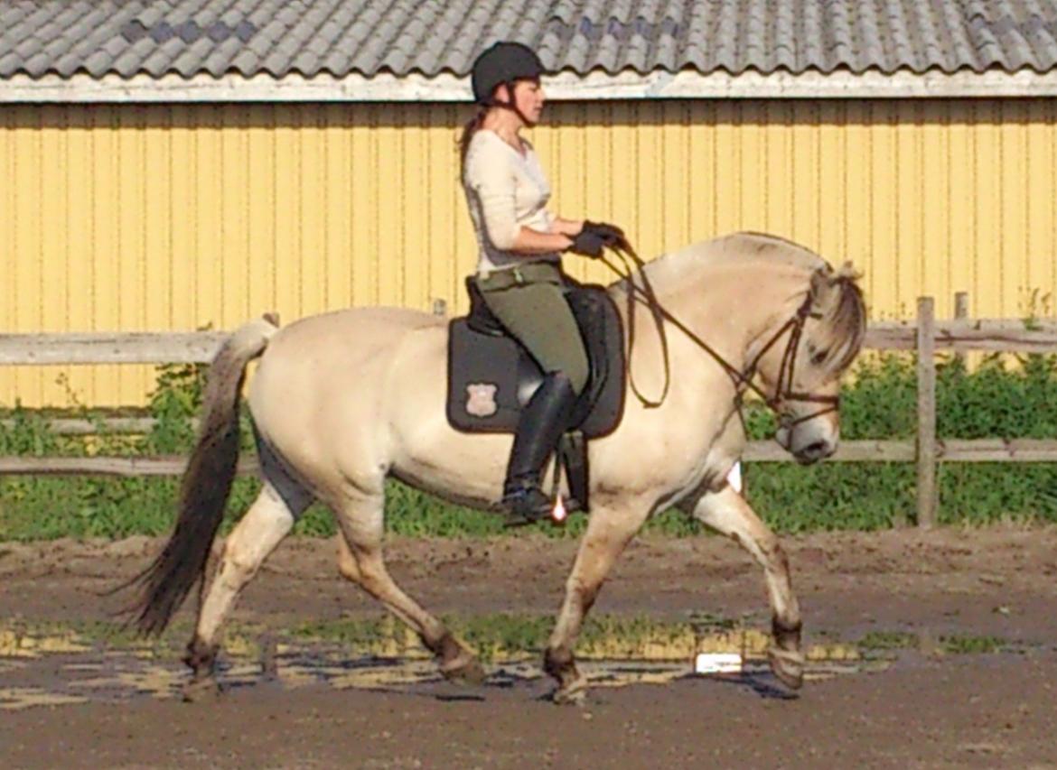 Fjordhest Mosegårdens Bine billede 15