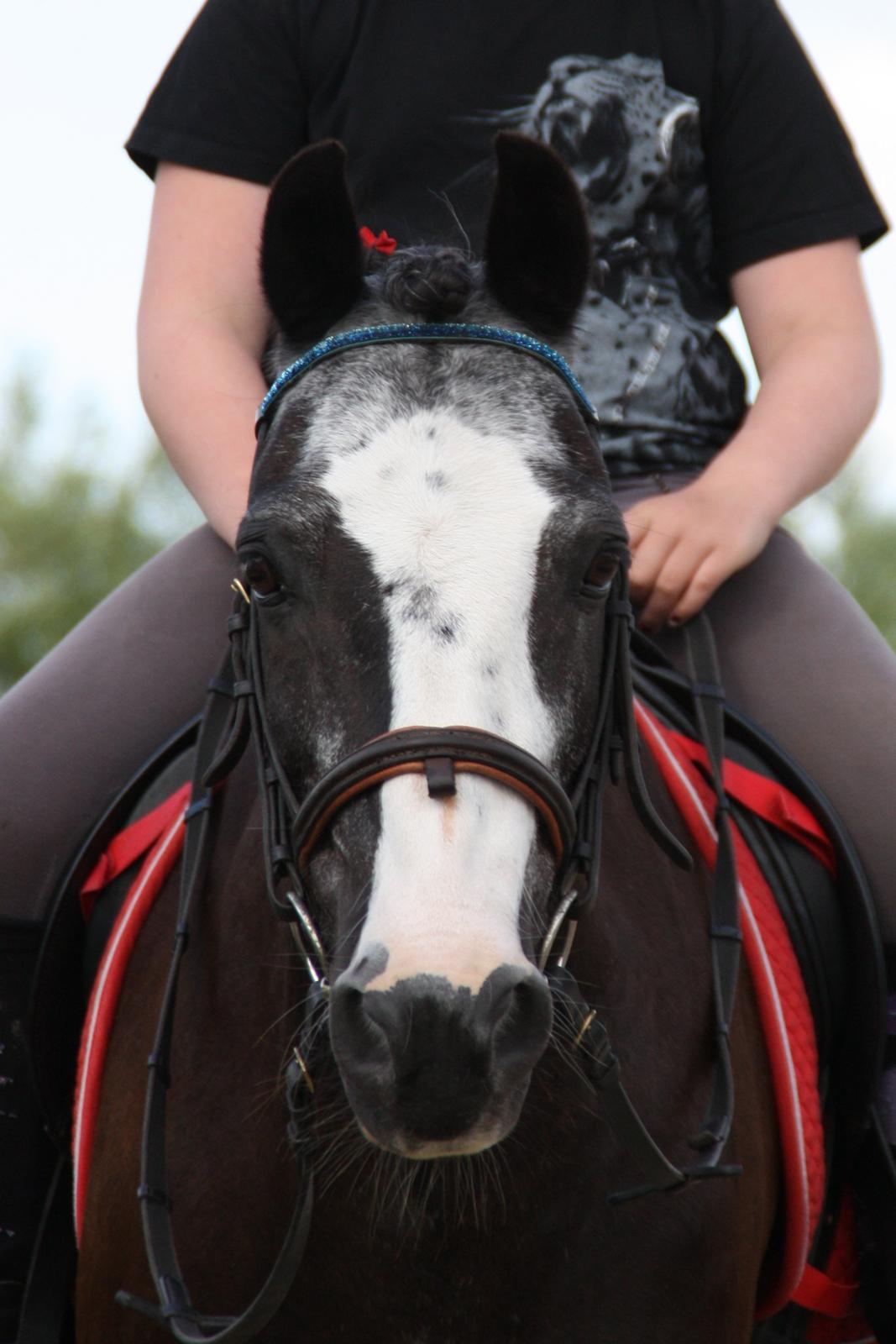 Anden særlig race Pondus billede 8