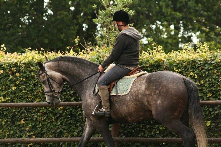 Dansk Varmblod Zachos Chatana (F1) R.I.P. billede 1