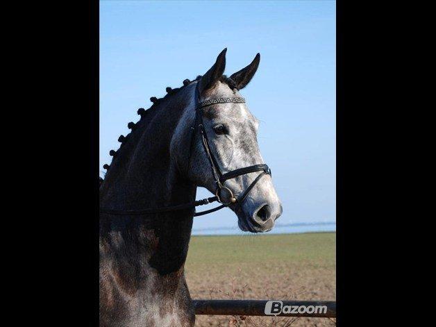 Dansk Varmblod Zachos Chatana (F1) R.I.P. billede 2