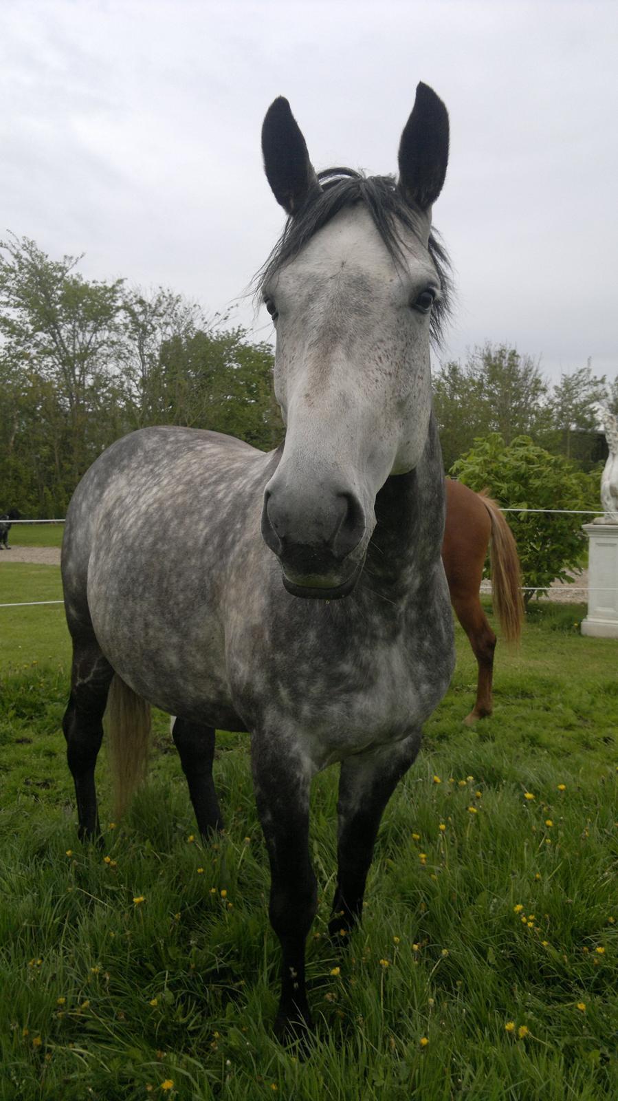 Dansk Varmblod Zachos Chatana (F1) R.I.P. billede 5