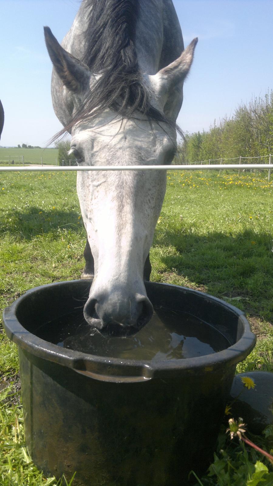 Dansk Varmblod Zachos Chatana (F1) R.I.P. billede 6