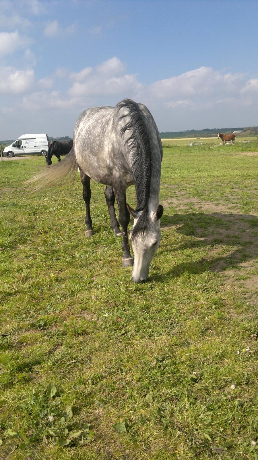 Dansk Varmblod Zachos Chatana (F1) R.I.P. billede 7
