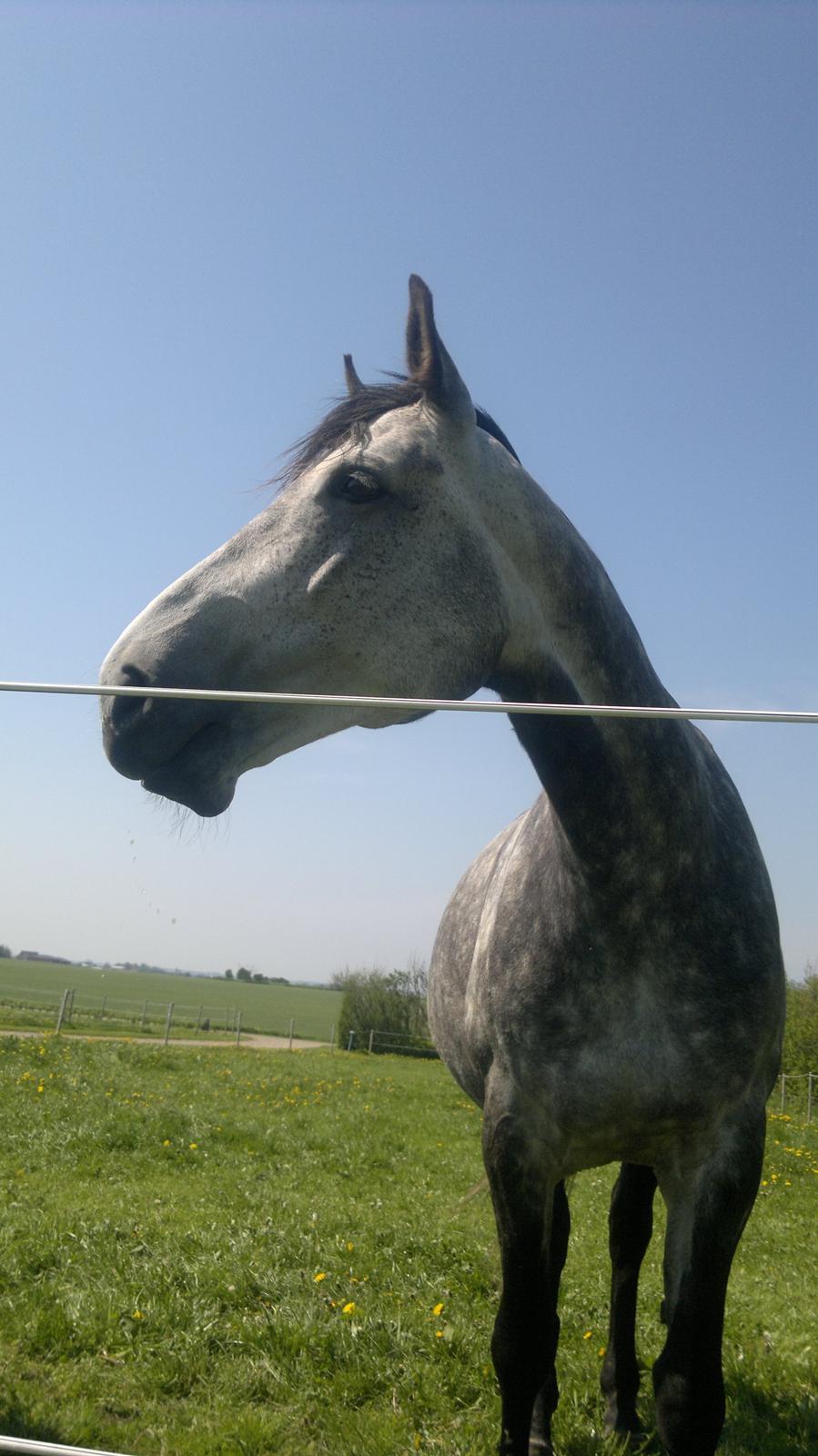 Dansk Varmblod Zachos Chatana (F1) R.I.P. billede 8