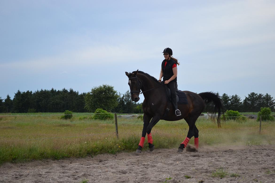 Anden særlig race Chiffon la bevuee billede 19