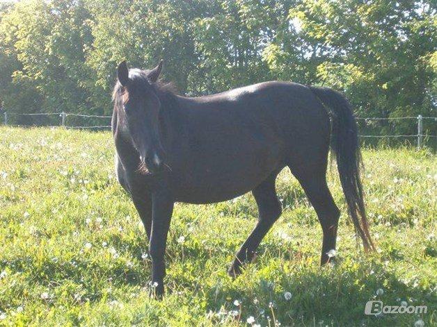 Anden særlig race Zachos Leica billede 2