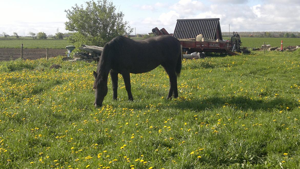 Anden særlig race Zachos Leica billede 3