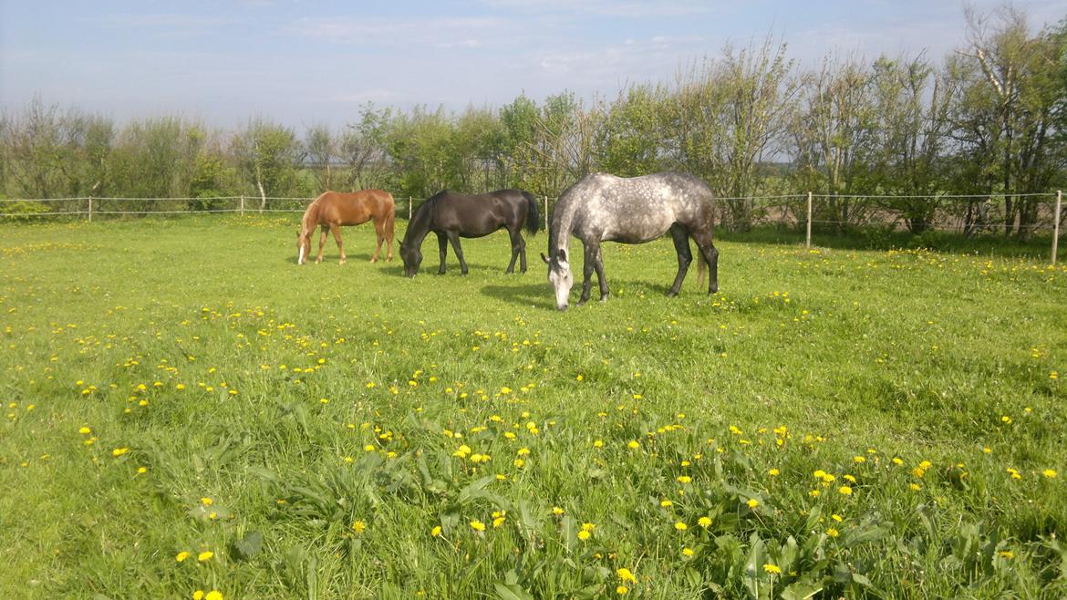 Anden særlig race Zachos Leica billede 4