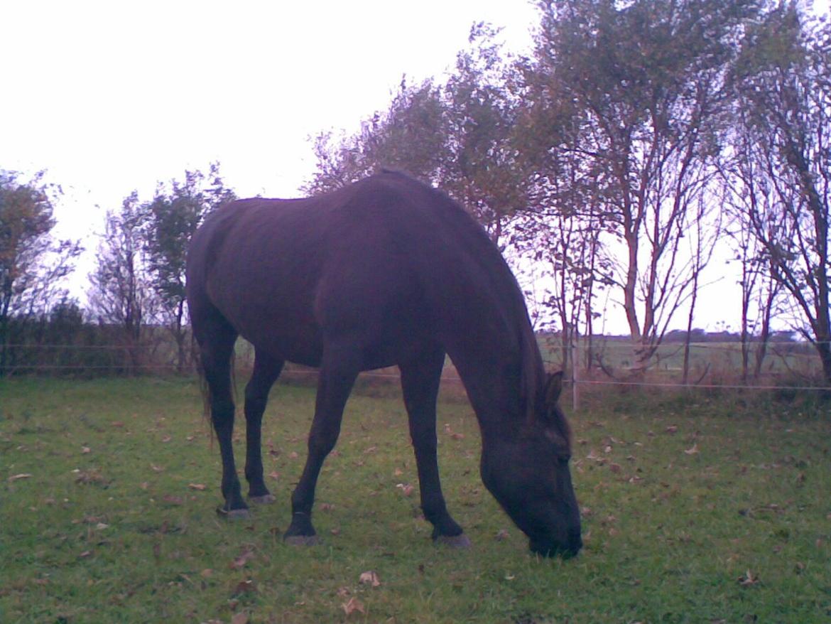 Anden særlig race Zachos Leica billede 5