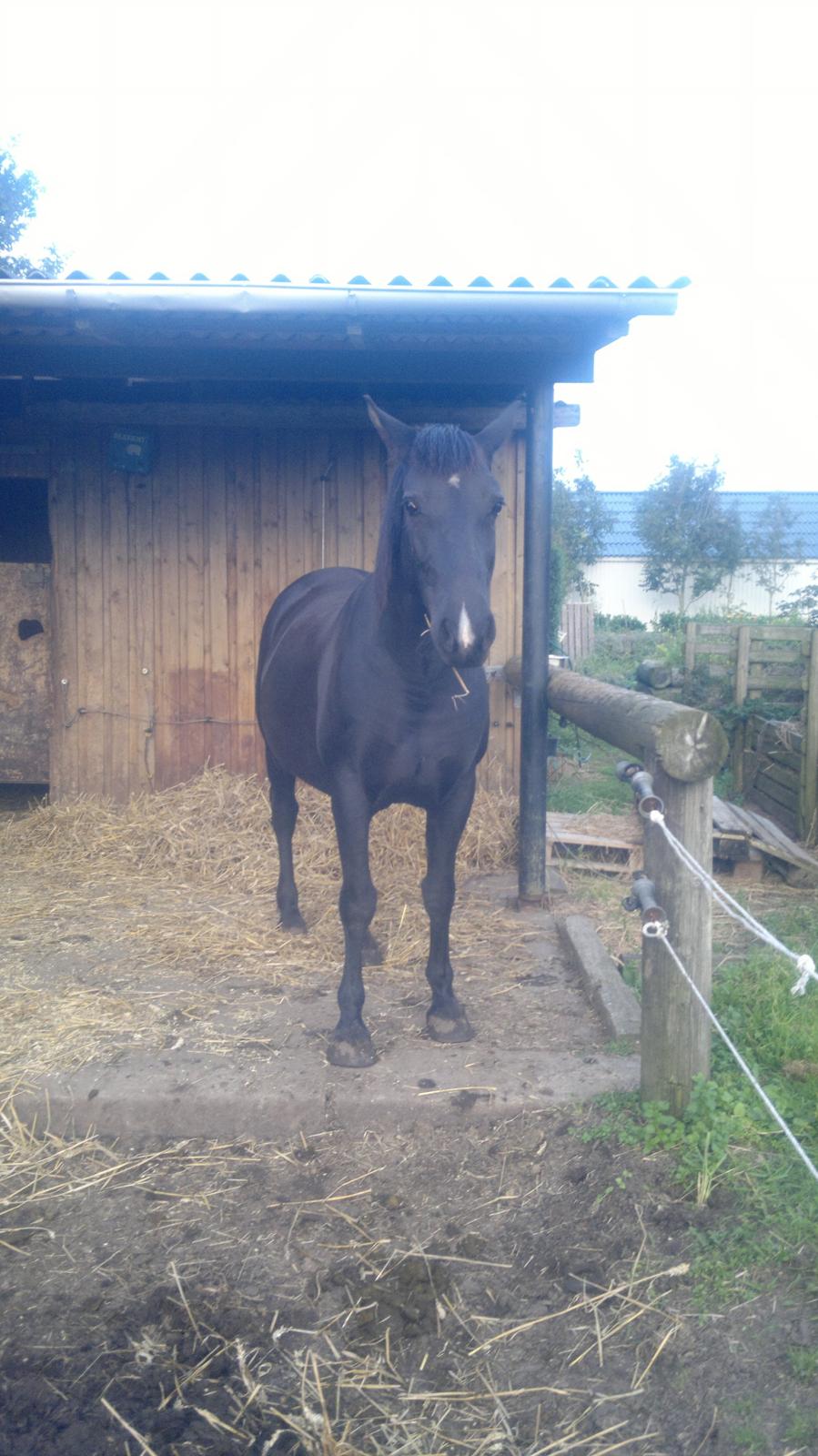 Anden særlig race Zachos Leica billede 6