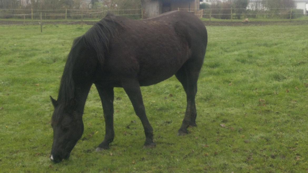 Anden særlig race Zachos Leica billede 7