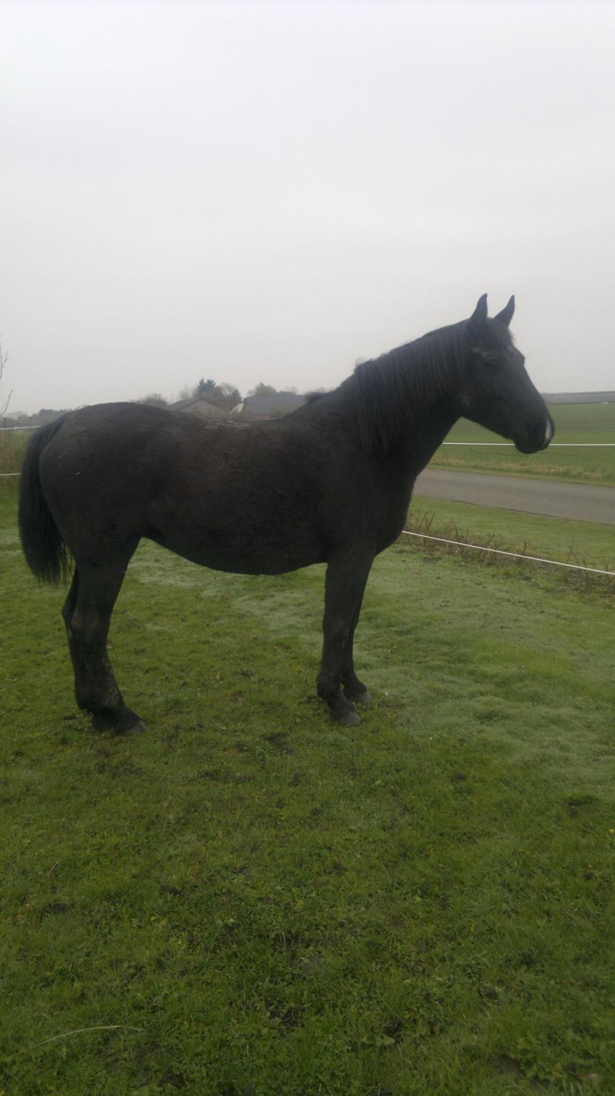 Anden særlig race Zachos Leica billede 8