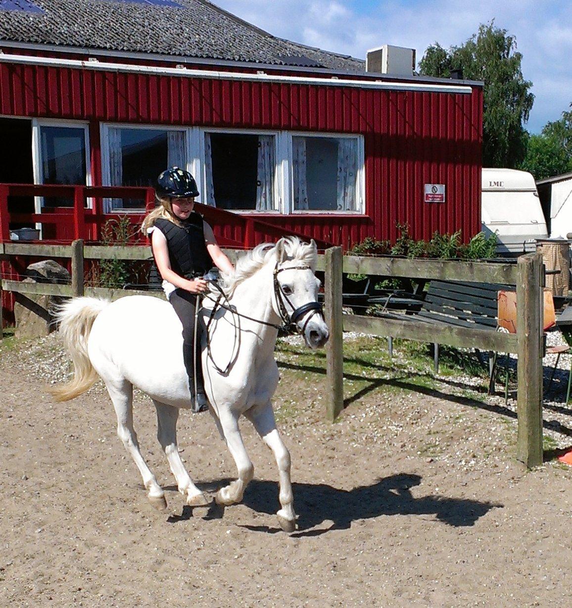 Welsh Pony (sec B) Fjordager Demsy - 1. galop uden sadel :) billede 9