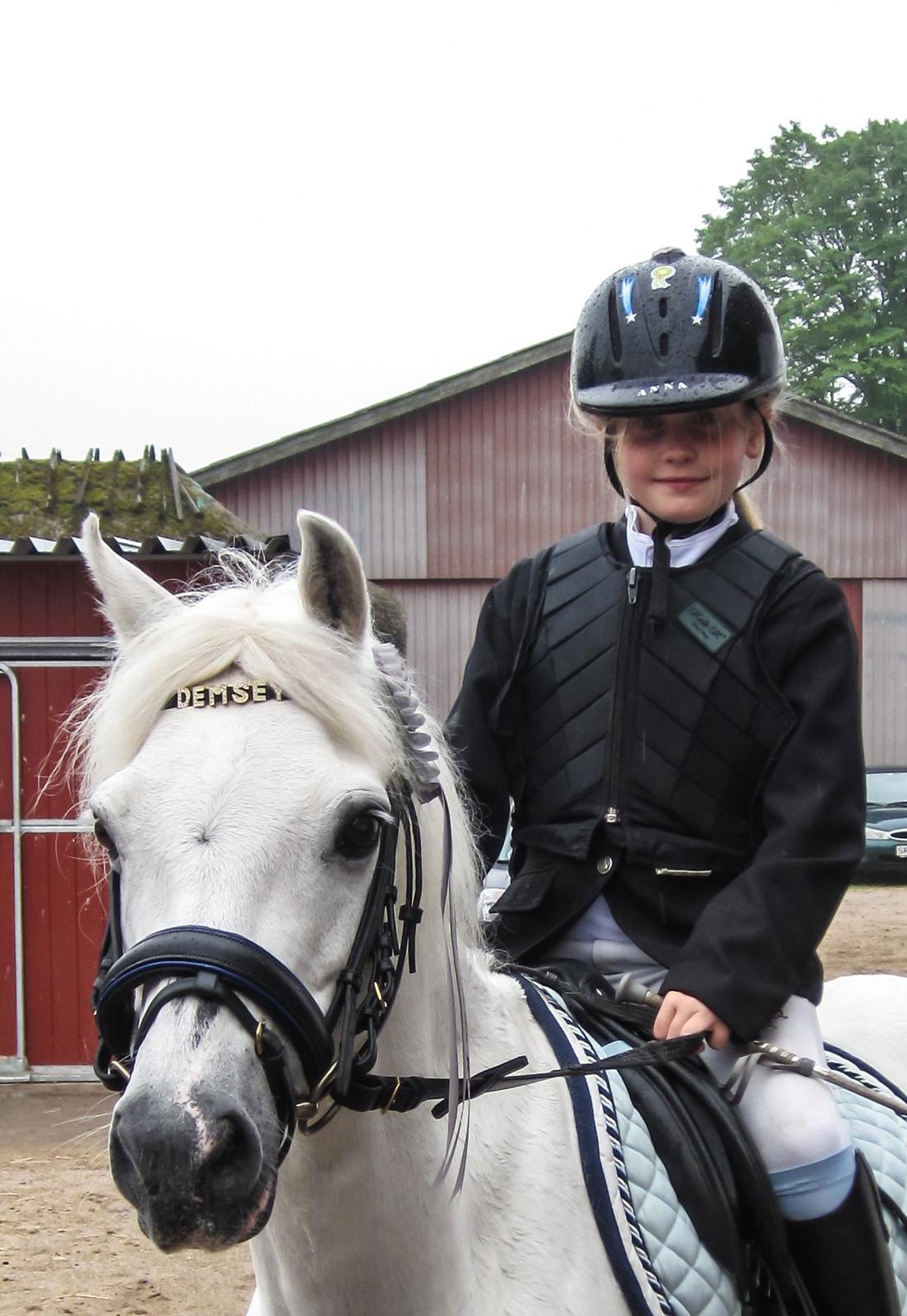 Welsh Pony (sec B) Fjordager Demsy billede 10