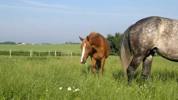 Anden særlig race Zachos Zaciel (Bette) billede 1
