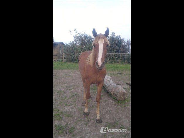 Anden særlig race Zachos Zaciel (Bette) billede 2