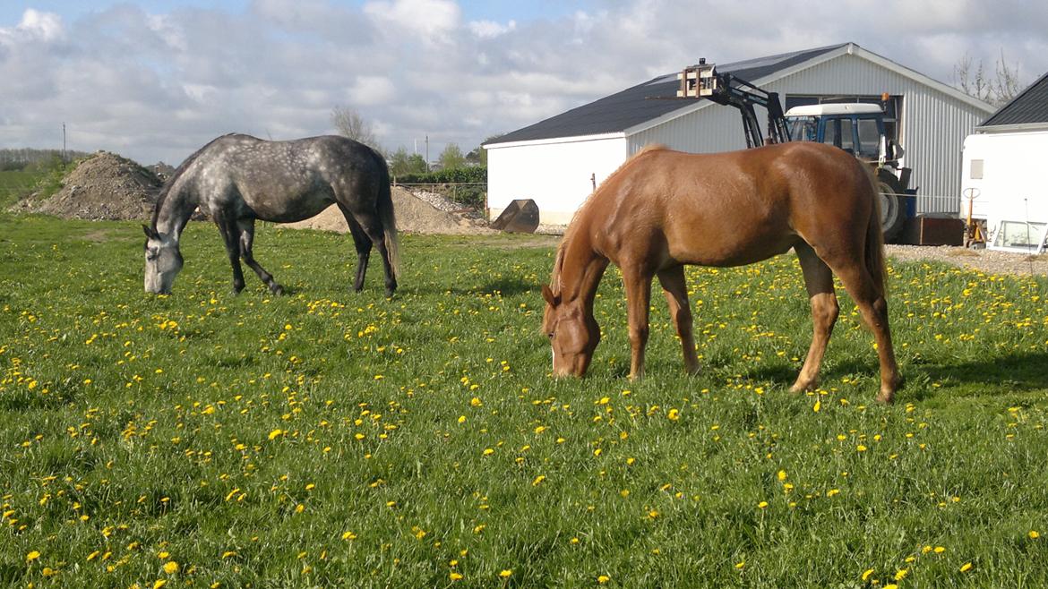 Anden særlig race Zachos Zaciel (Bette) billede 3