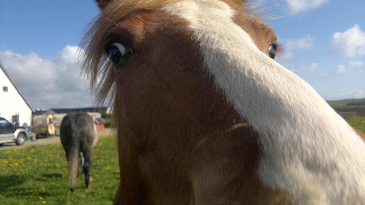 Anden særlig race Zachos Zaciel (Bette) billede 4