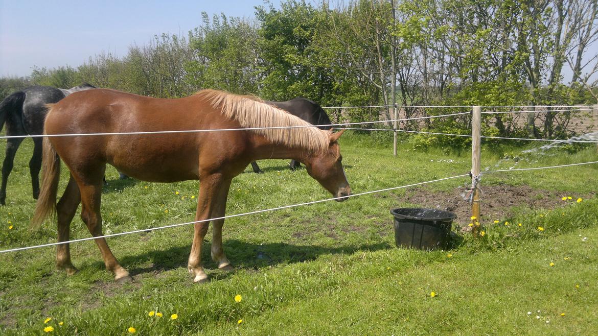 Anden særlig race Zachos Zaciel (Bette) billede 5