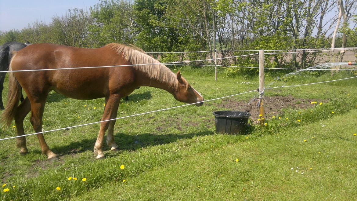 Anden særlig race Zachos Zaciel (Bette) billede 6