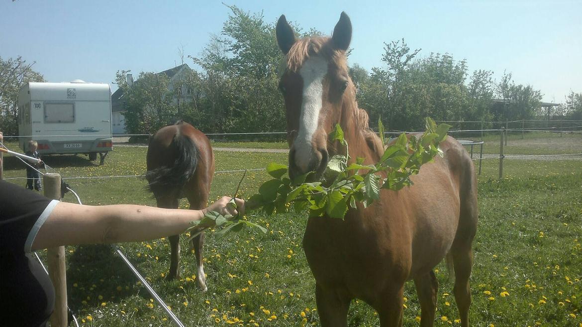 Anden særlig race Zachos Zaciel (Bette) billede 8
