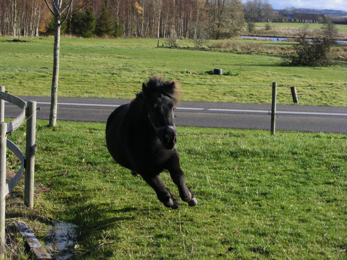 Islænder Tigla fra Tågehuse billede 1