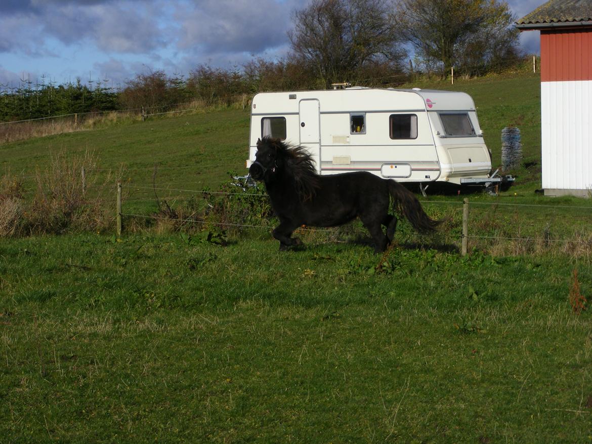 Islænder Tigla fra Tågehuse billede 2