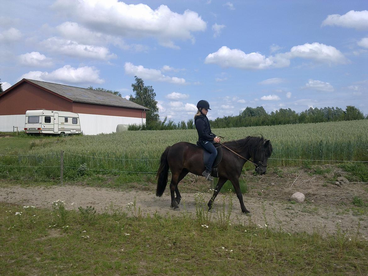 Islænder Tigla fra Tågehuse billede 3