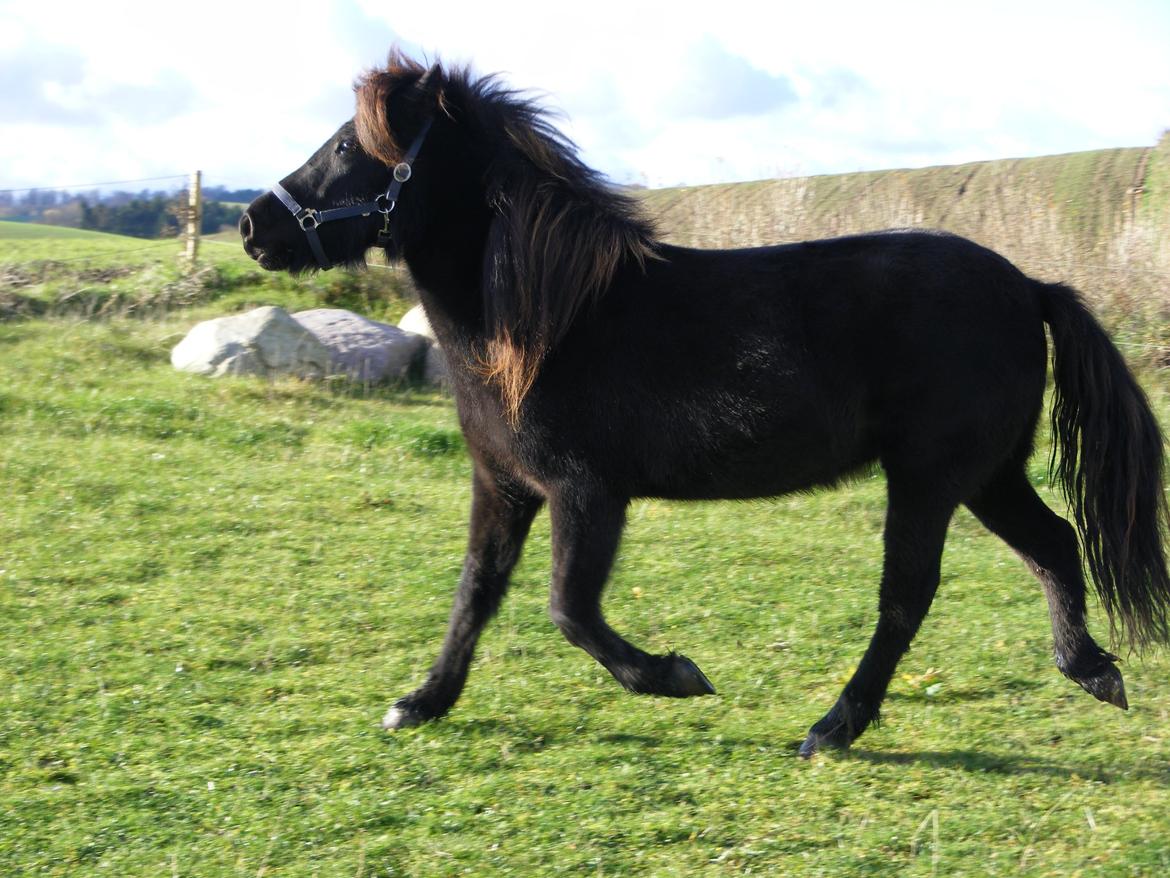 Islænder Tigla fra Tågehuse billede 4