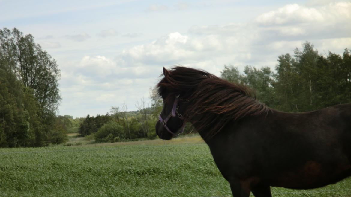 Islænder Tigla fra Tågehuse billede 5